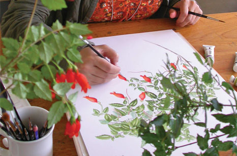 Türk Bitki Ressamlarının İmza Attığı Projeler