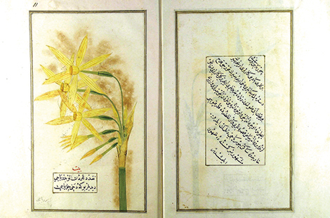Şükûfenâmeler Osmanlı Döneminde Çiçekçilik