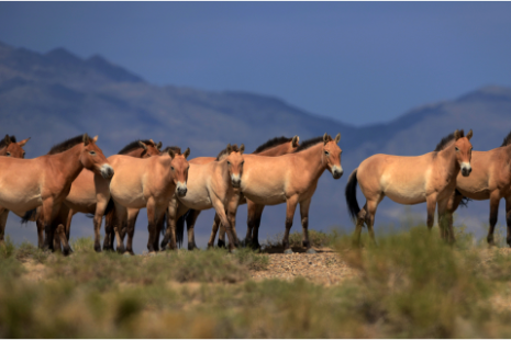 Moğol Atlarının Geri Dönüşü Takhiler