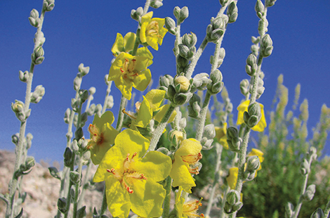 Türkiye'nin Flora Zenginliği