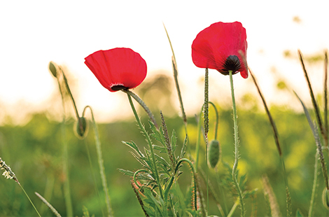 Türkiye Florası Yeniden ve Türkçe Olarak Yazılırken