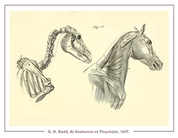 G. H. Dadd,  At Anatomisi ve Fizyolojisi, 1857.