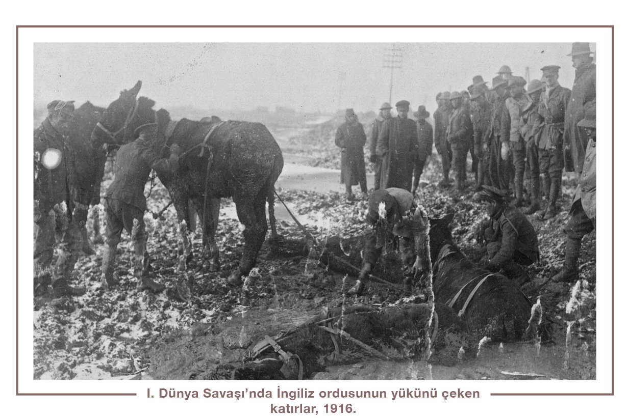 I. Dünya Savaşı’nda İngiliz ordusunun yükünü çeken katırlar, 1916.